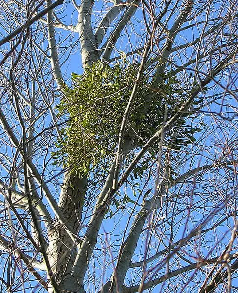 mistletoe plant