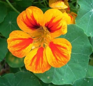 nasturtium flower