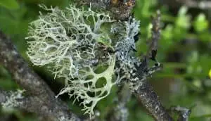 oakmoss lichen