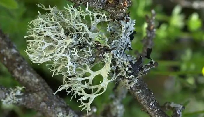oakmoss lichen