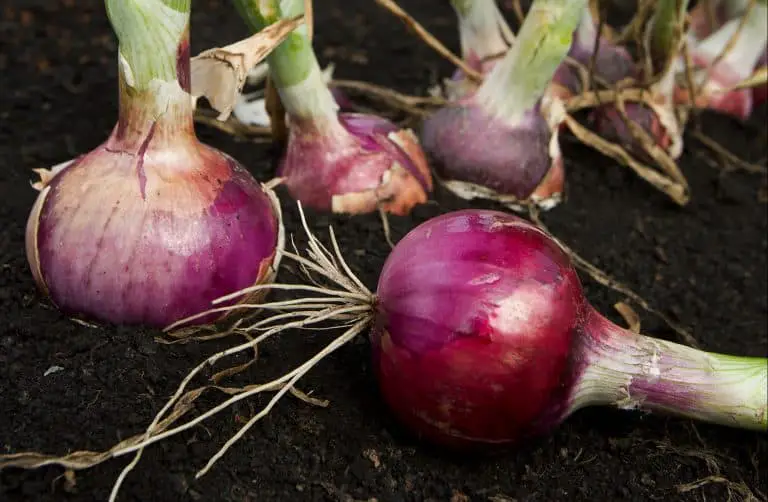 Onion Herb Uses and Benefits as Medicine