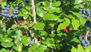 oregon grape plant