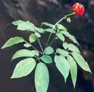 Panax ginseng plant