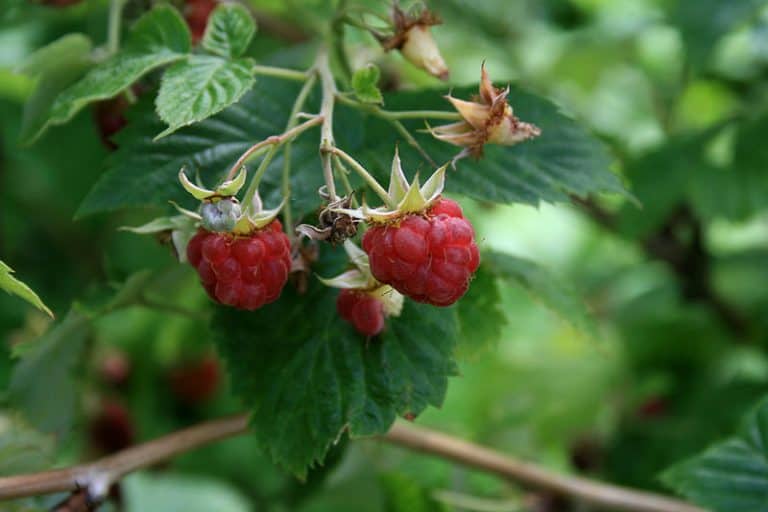 Raspberry Herb Uses, Side Effects and Health Benefits