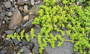 rupturewort plant