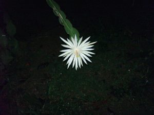 night blooming cereus 