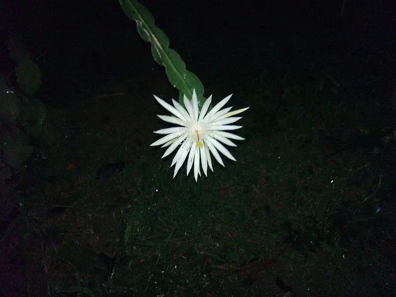 is night blooming cereus poisonous to dogs