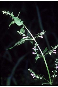 skullcap plant