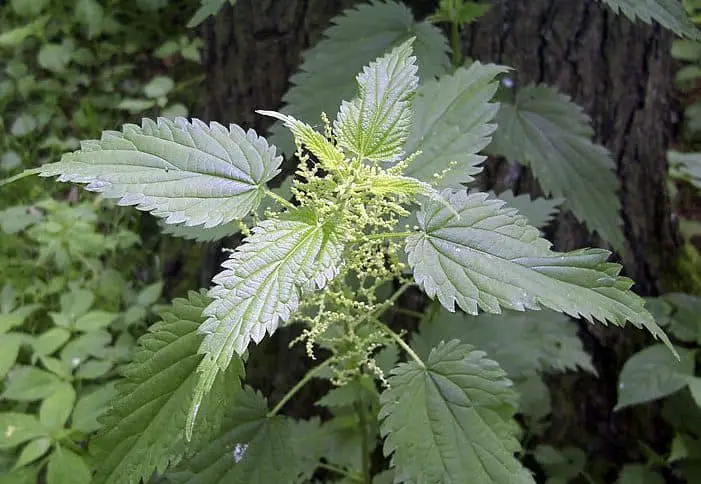 stinging nettle plant