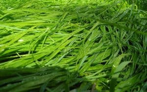 sweet grass leaves