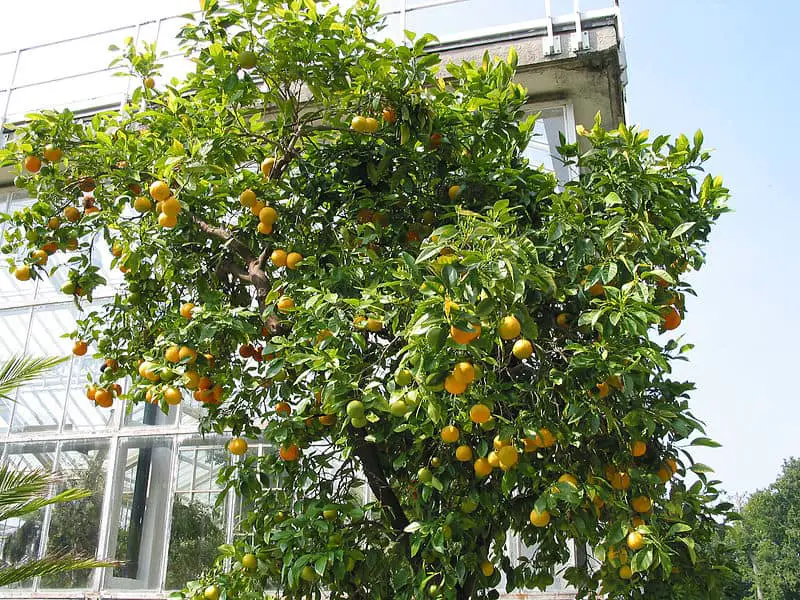 sweet orange tree