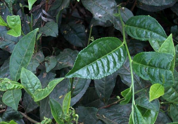 tea plant