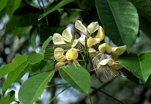 varuna plant