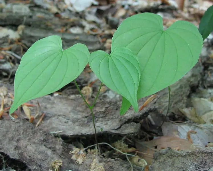 wild yam plant
