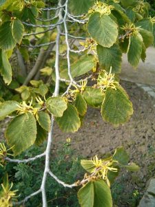 witch hazel Leaves