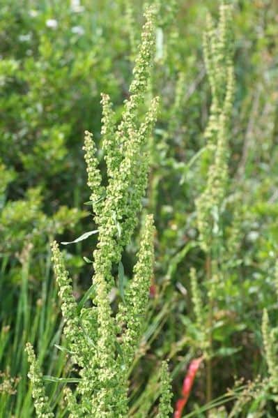 yellow dock plant