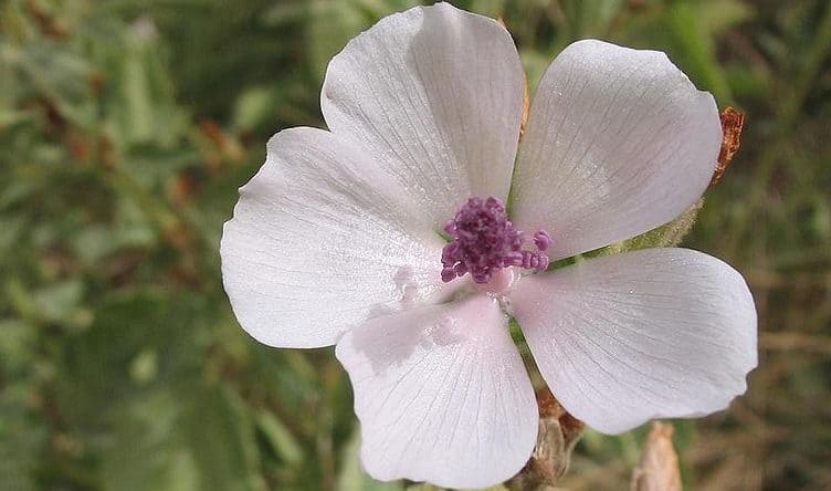 Marshmallow Root In Tamil Name