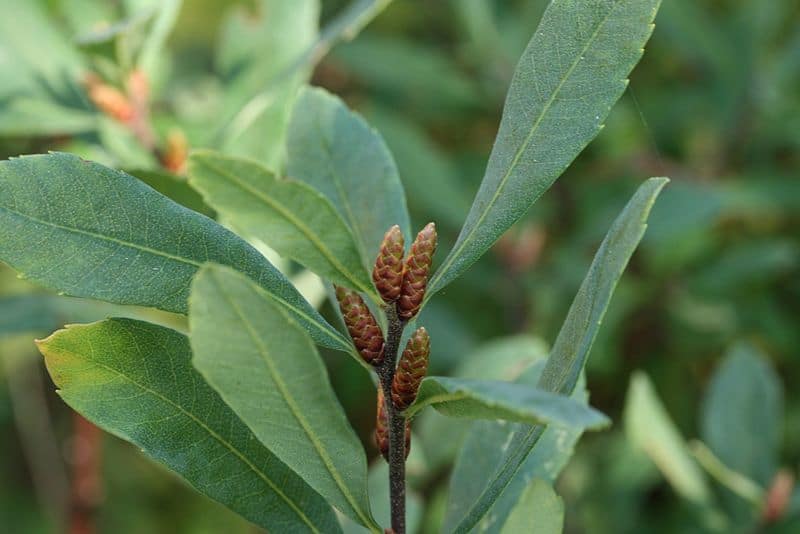 bog myrtle