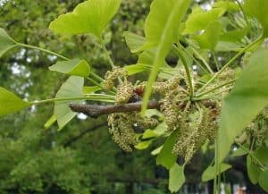 Ginkgo biloba tree