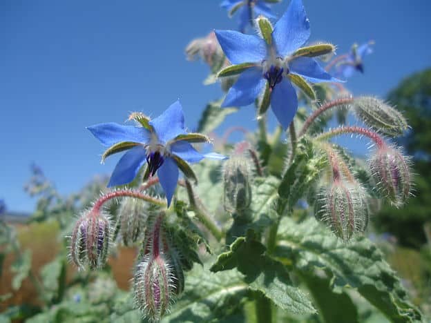 borage plant