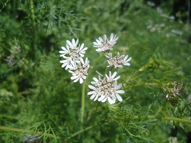 coriander plant