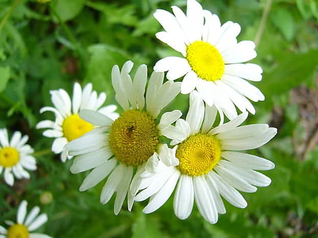 Daisies