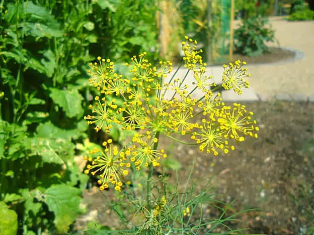 dill plant