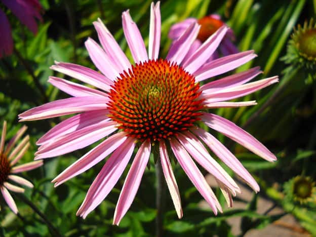 echinacea flower