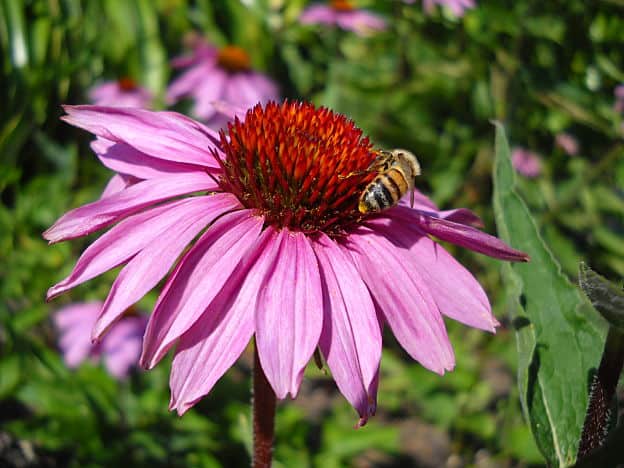 herbal remedies for cold sores - echinacea purpurea