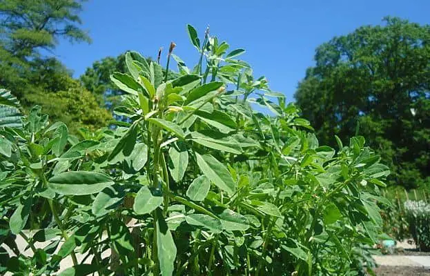 fenugreek plant