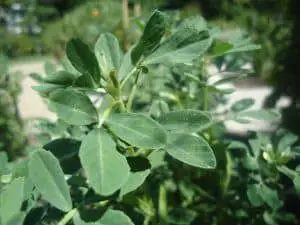 Fenugreek (Trigonella foenum graecum)
