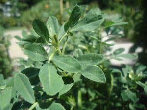 Fenugreek (Trigonella foenum graecum)