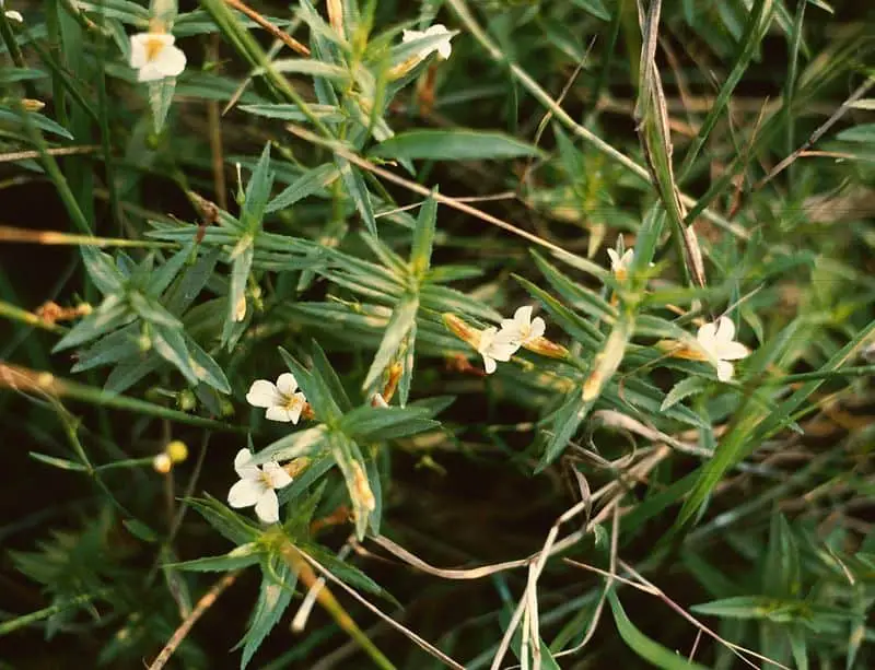 Hedge Hyssop