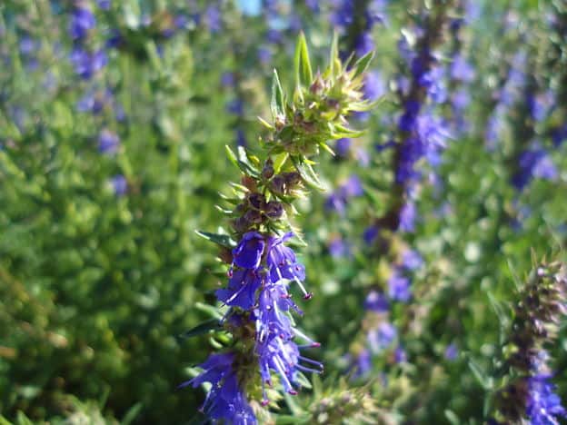 hyssop herb