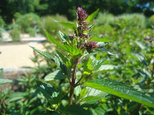 Peppermint Plant