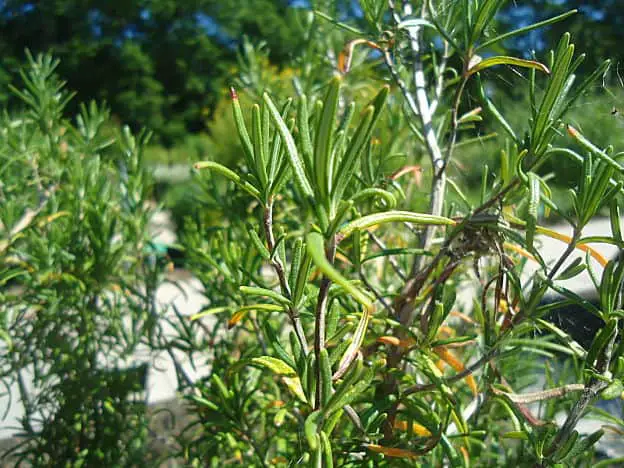 rosemary plant