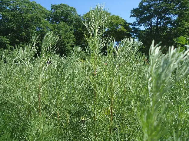 southernwood herb