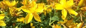 Herbs for Depression - St. John’s Wort Flower