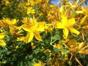 Herbs for Depression - St. John’s Wort Flower