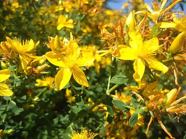 Herbs for Depression - St. John’s Wort Flowers