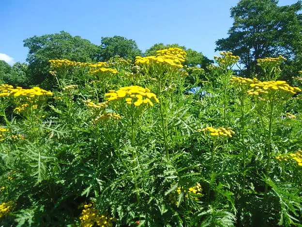 tansy plant