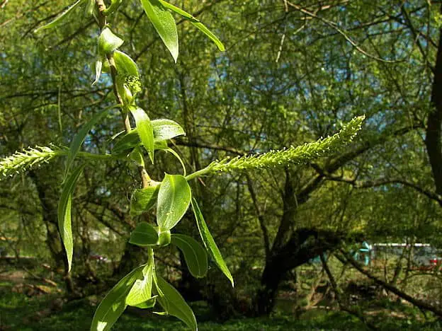 herbs for pain - white willow
