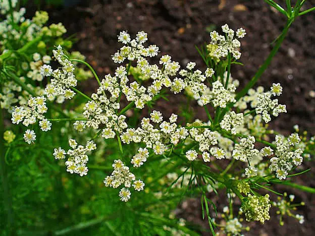 caraway flowers