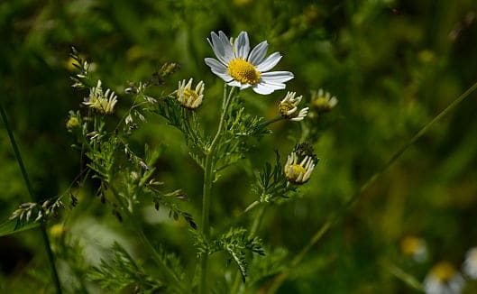 Chamomile Flowers