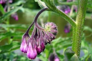 comfrey herb