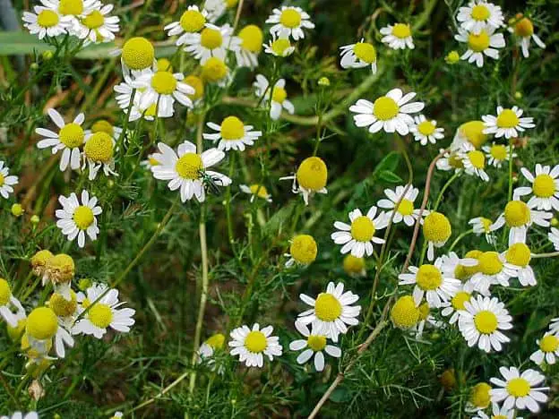 herbal remedies for dermatitis - chamomile