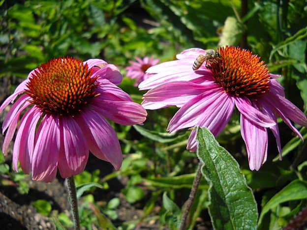 herbs for flu - echinacea