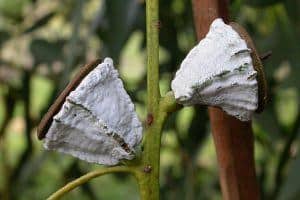 eucalyptus fruit