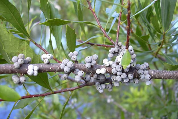 bayberry herb