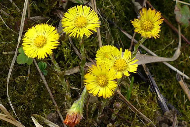 coltsfoot flowers